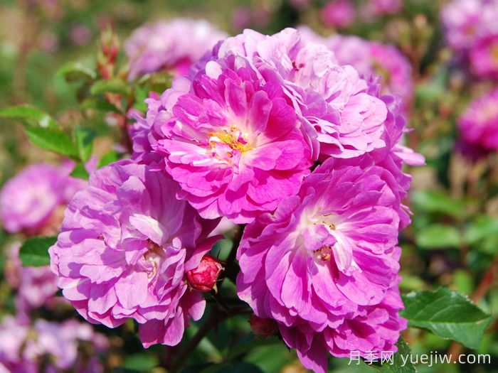 阿伯茨福德月季/雅培福特(图1)