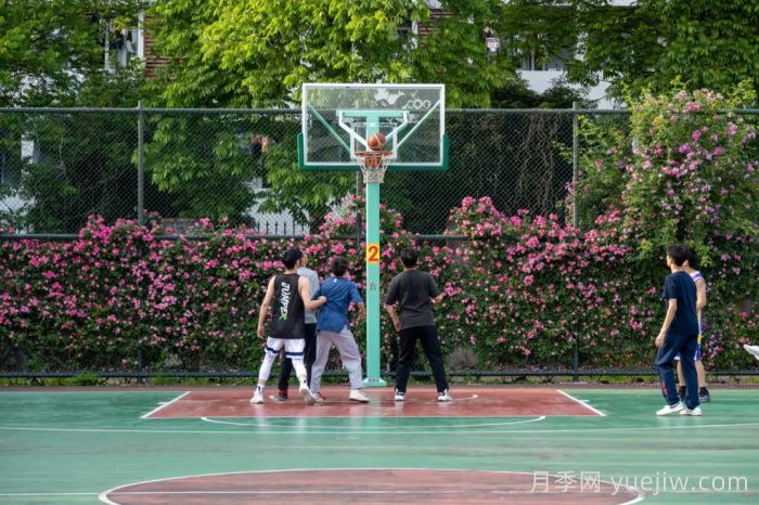 浙师大蔷薇花开成瀑，安吉拉美翻了校园(图2)