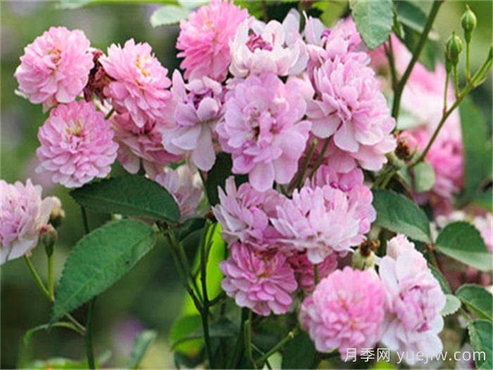 粉多多月季(图1)