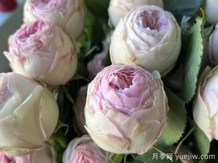 曼斯菲尔德庄园月季/泰林月季(图2)