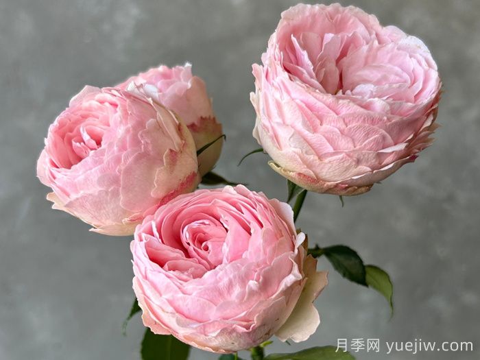 曼斯菲尔德庄园月季/泰林月季(图3)