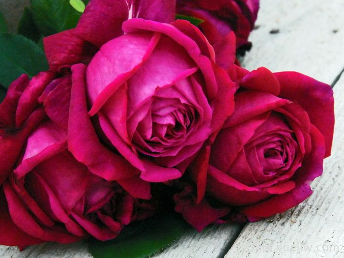 红钻石月季(图1)