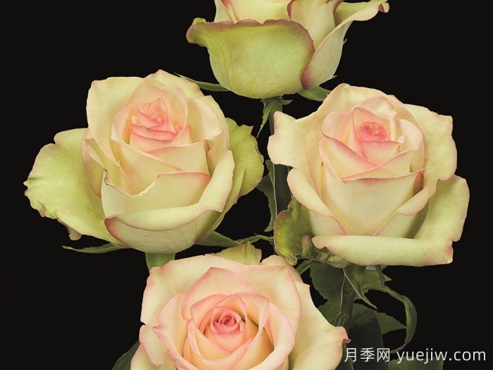 疯狂钻石月季(图2)