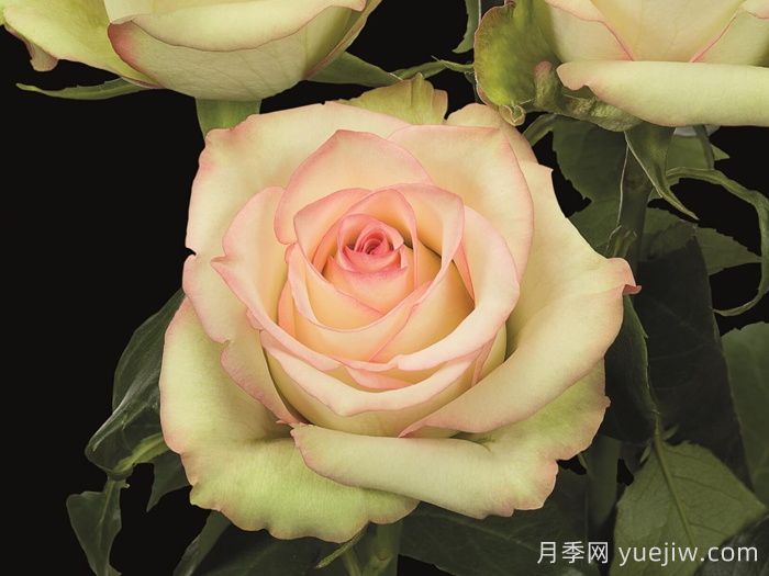 疯狂钻石月季(图1)