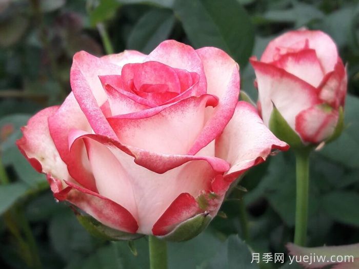 帕洛玛月季/帕罗马(图1)