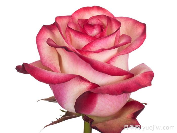 帕洛玛月季/帕罗马(图2)