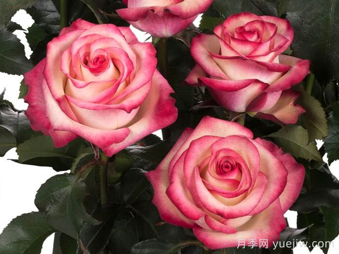 帕洛玛月季/帕罗马(图3)