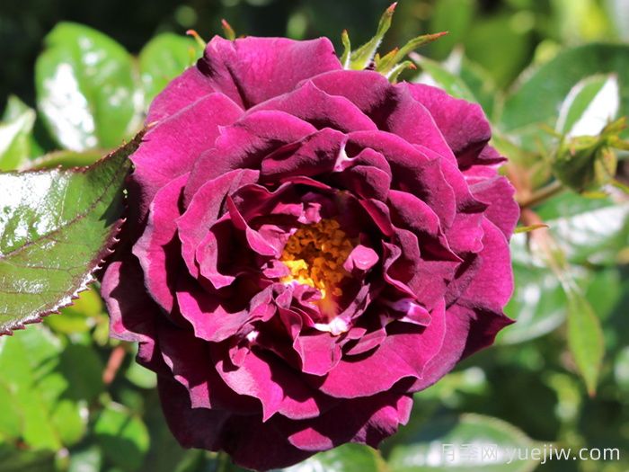 钻石之眼月季/钻石眼(图1)