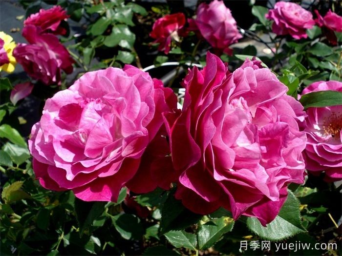 无垠蓝天月季/蓝色伊甸园月季(图2)