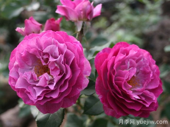 无垠蓝天月季/蓝色伊甸园月季(图3)