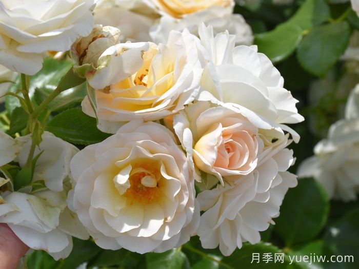 天狼星月季/马丁路德玫瑰(图3)