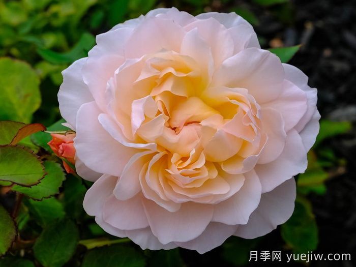 抹大拉的玛丽亚月季/玛丽亚玛达琳(图1)