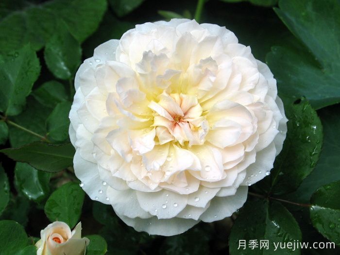 抹大拉的玛丽亚月季/玛丽亚玛达琳(图2)