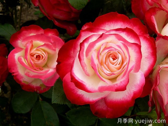 摩纳哥公爵月季/樱桃派对月季/樱桃冻糕(图1)