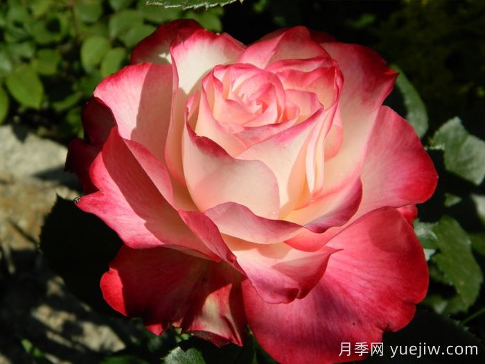 摩纳哥公爵月季/樱桃派对月季/樱桃冻糕(图2)