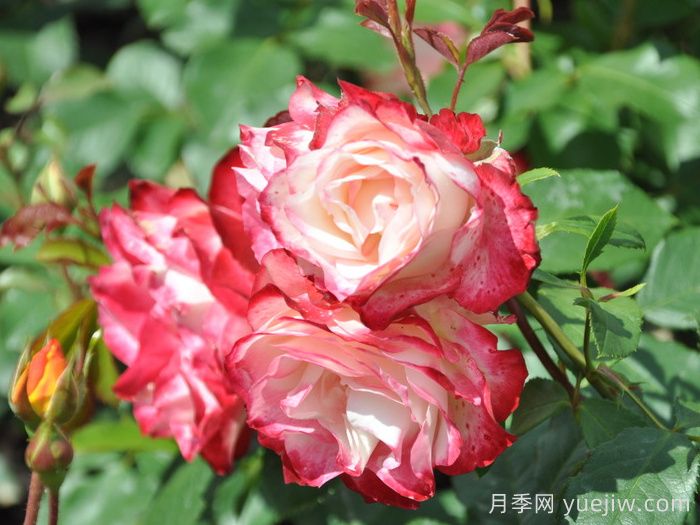 摩纳哥公爵月季/樱桃派对月季/樱桃冻糕(图3)