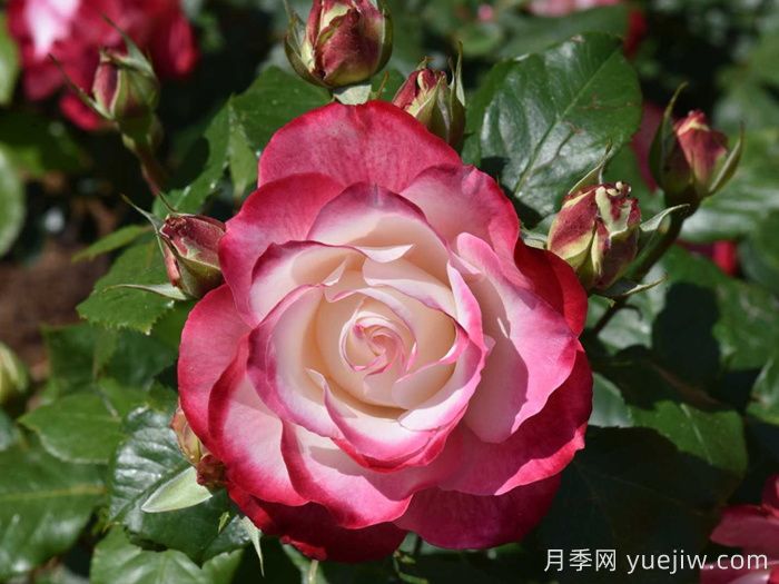 摩纳哥公爵月季/樱桃派对月季/樱桃冻糕(图4)