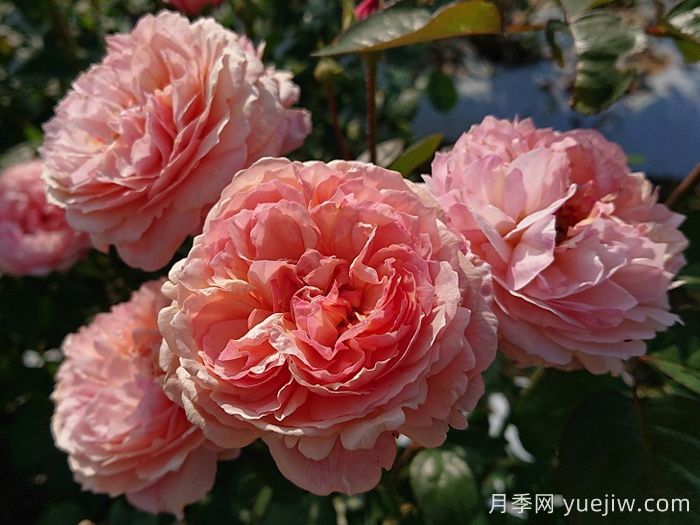 阿卡纳月季/神秘/阿尔卡纳(图4)