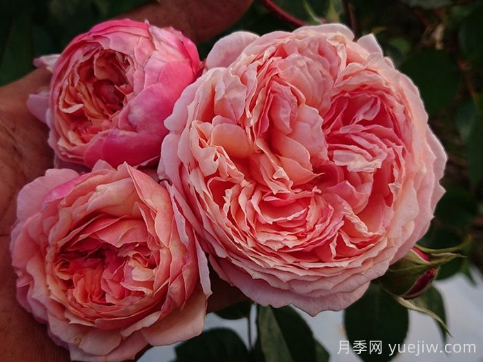 阿卡纳月季/神秘/阿尔卡纳(图1)