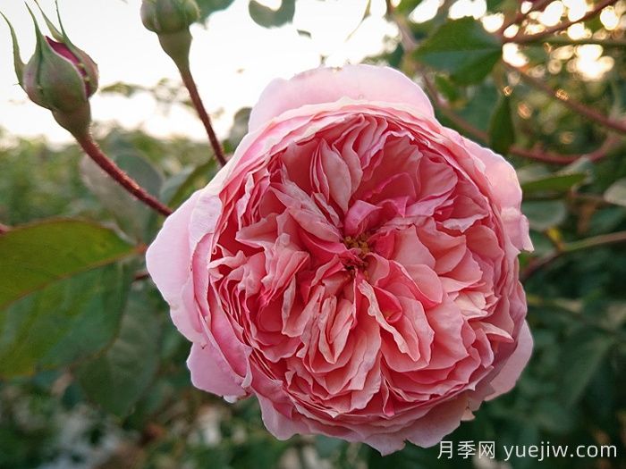 阿卡纳月季/神秘/阿尔卡纳(图2)