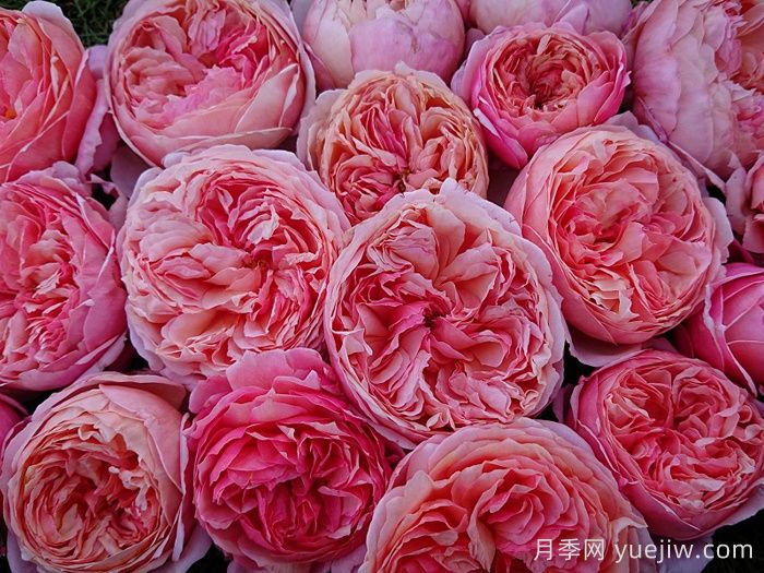 阿卡纳月季/神秘/阿尔卡纳(图3)