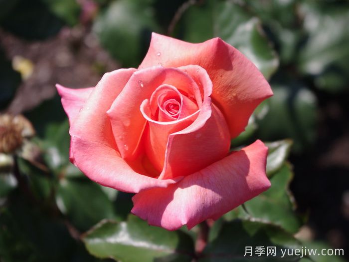 格特鲁德施韦策月季(图1)