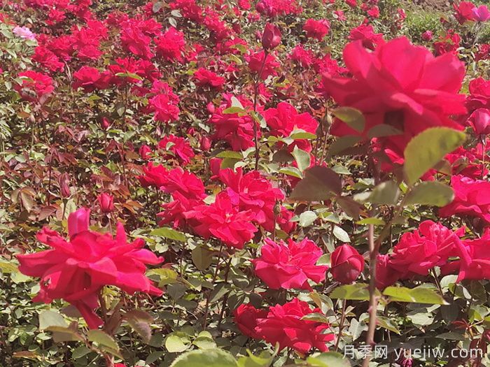 红五月月季(图1)