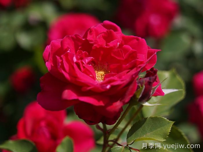 红五月月季(图2)