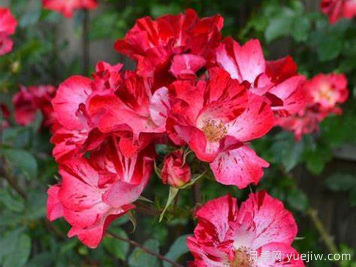 沙罗曼达月季/火蝾螈(图1)