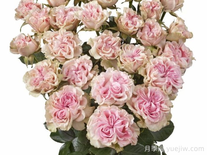 甜蜜流月季/糖果花/甜蜜派/甜流(图2)