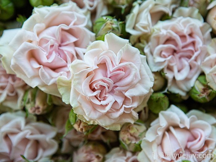 甜蜜流月季/糖果花/甜蜜派/甜流(图1)