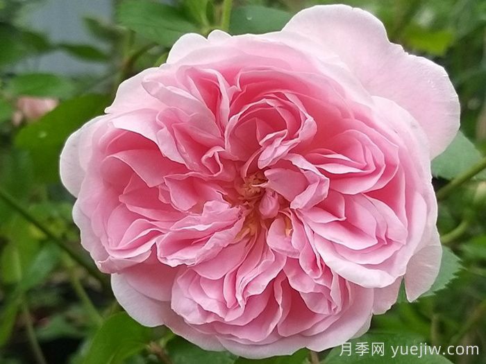 波萨诺瓦月季/农神/巴萨诺瓦(图1)