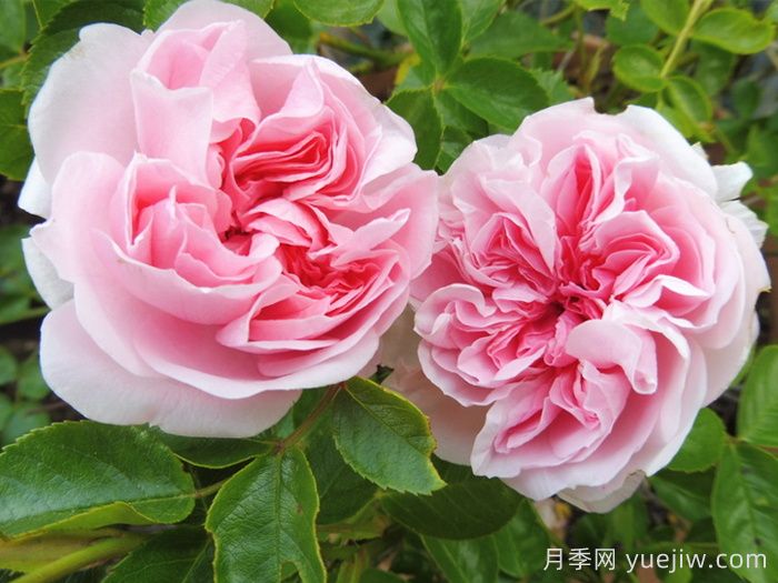 波萨诺瓦月季/农神/巴萨诺瓦(图2)