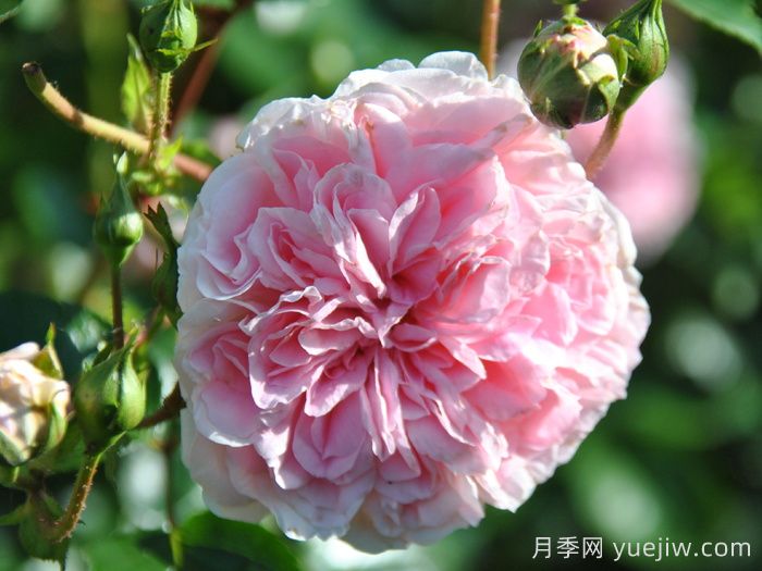 波萨诺瓦月季/农神/巴萨诺瓦(图3)