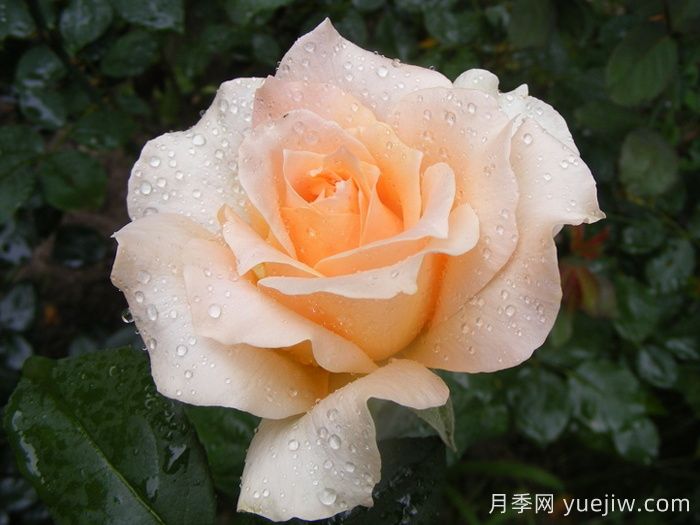 卡萨诺瓦月季/情圣(图1)