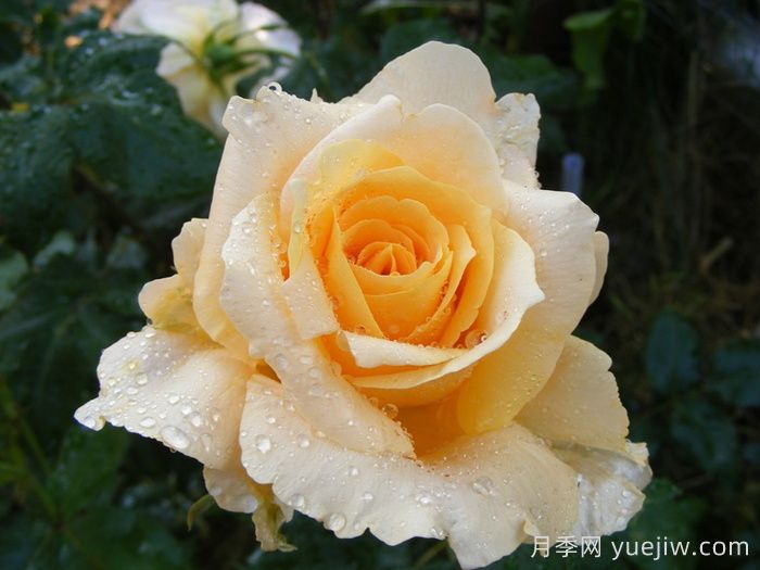 卡萨诺瓦月季/情圣(图2)