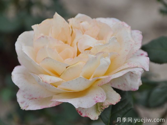 卡萨诺瓦月季/情圣(图3)