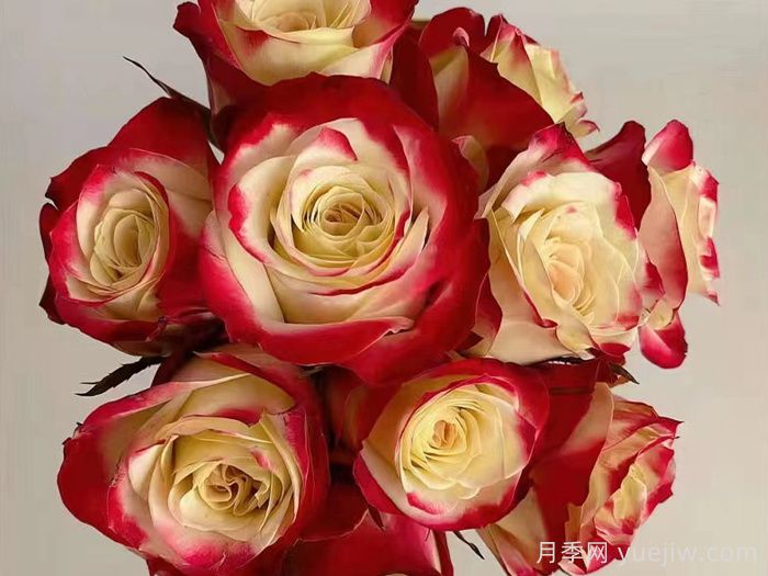 女王陛下月季/女皇陛下(切花)(图2)