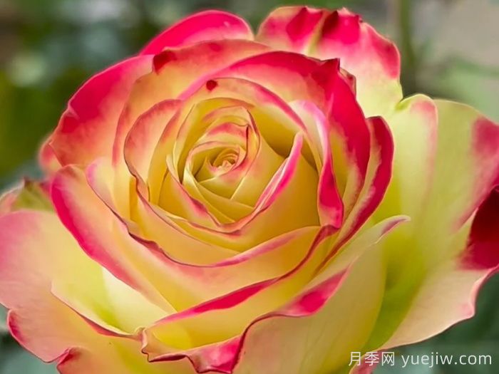 女王陛下月季/女皇陛下(切花)(图1)