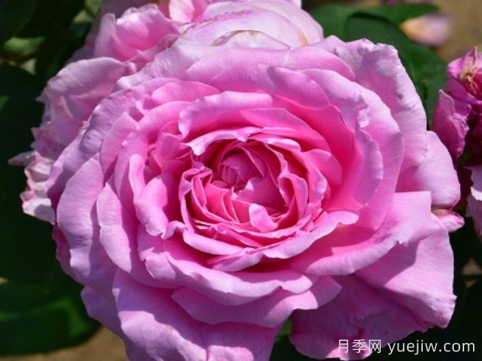 女王陛下月季/女皇陛下(大花)(图1)