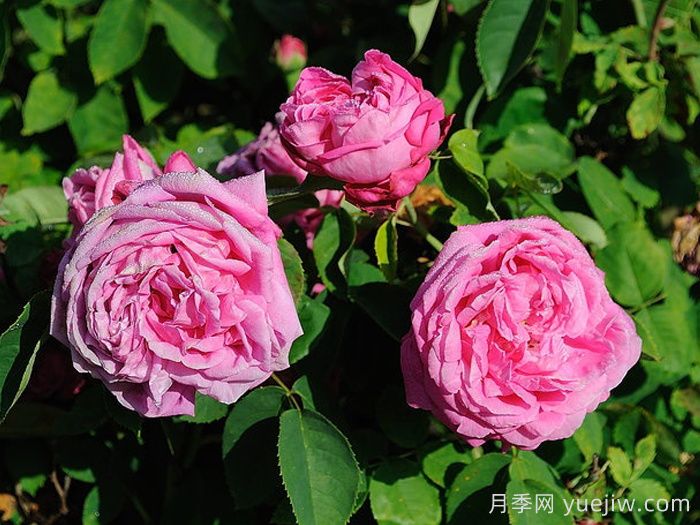 女王陛下月季/女皇陛下(大花)(图2)