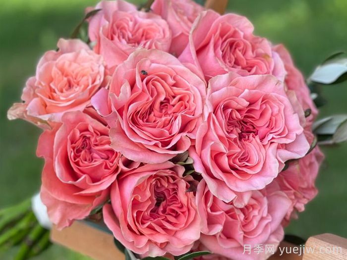 腮红丽娃月季/腮红瑞瓦(图2)