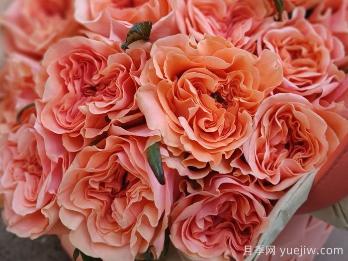 腮红丽娃月季/腮红瑞瓦(图1)