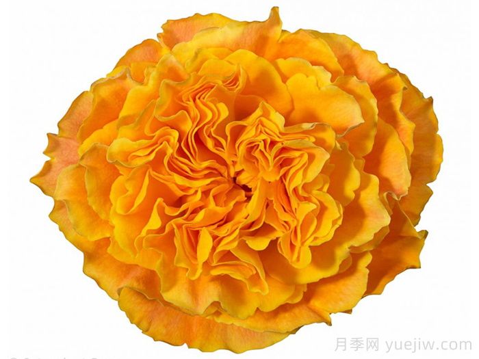 橙色风暴月季/橙色伊娃(图1)