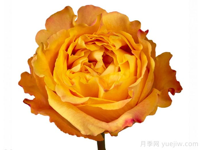 橙色风暴月季/橙色伊娃(图2)