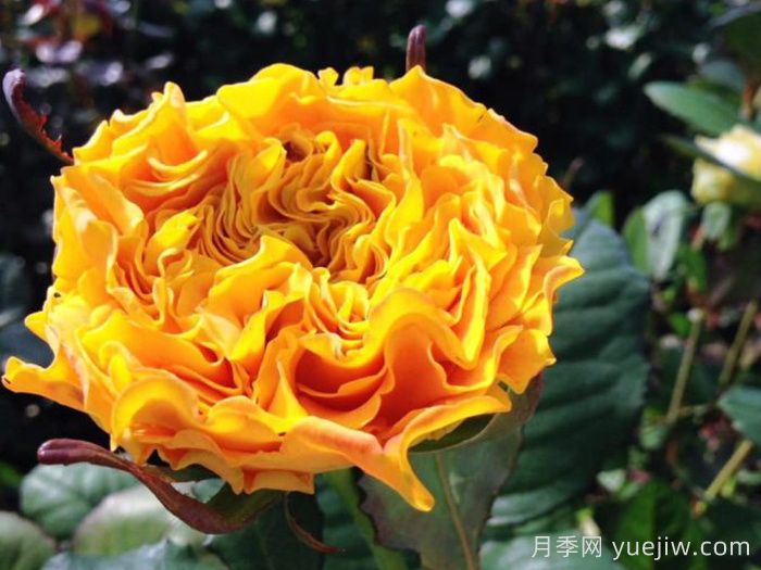 橙色风暴月季/橙色伊娃(图3)