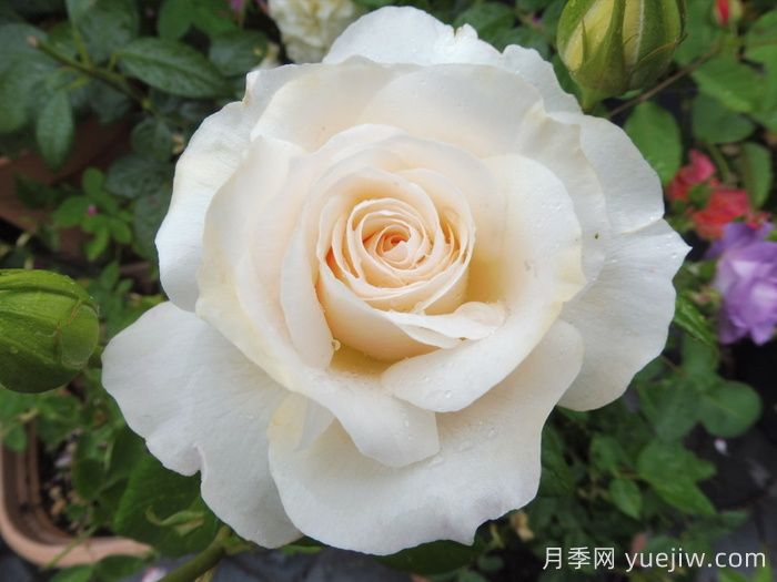 皇家迪瓦月季/皇家女主角/歌剧皇后(图1)