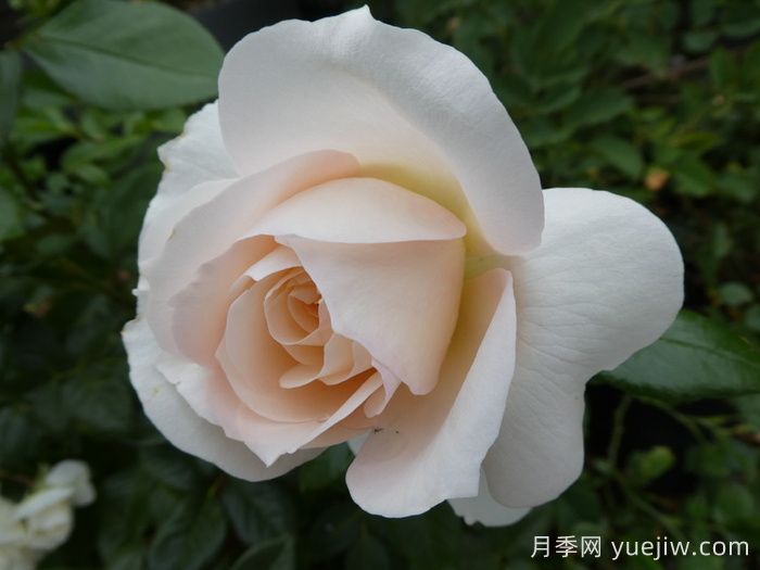 皇家迪瓦月季/皇家女主角/歌剧皇后(图2)