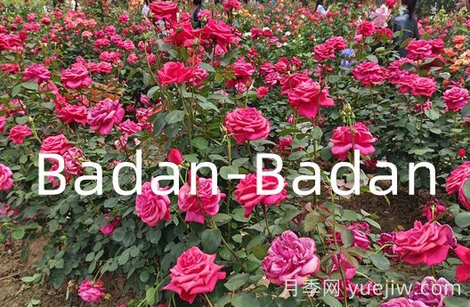 德国巴登巴登月季竞赛奖(Badan-Badan)(图1)