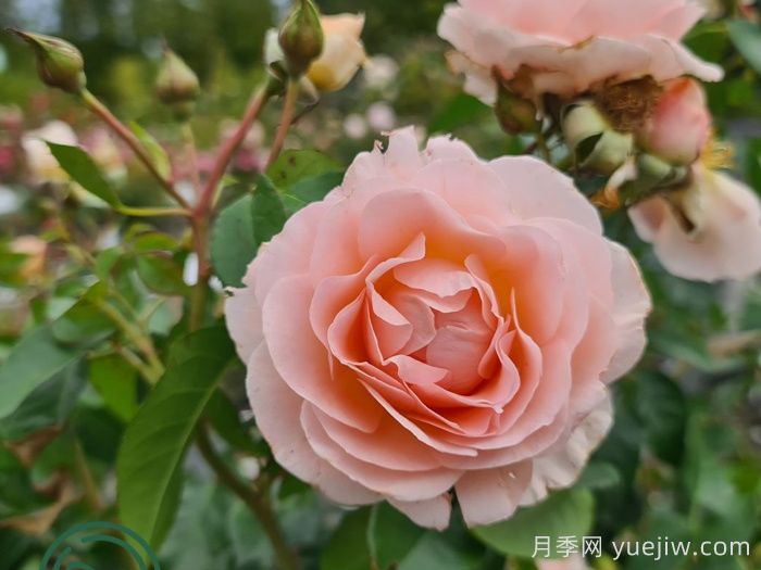 星星公主月季(图2)